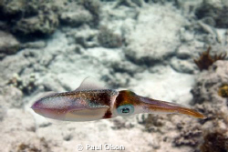 Caribbean Reef Squid, taken while snorkeling Salt Pond St... by Paul Olson 
